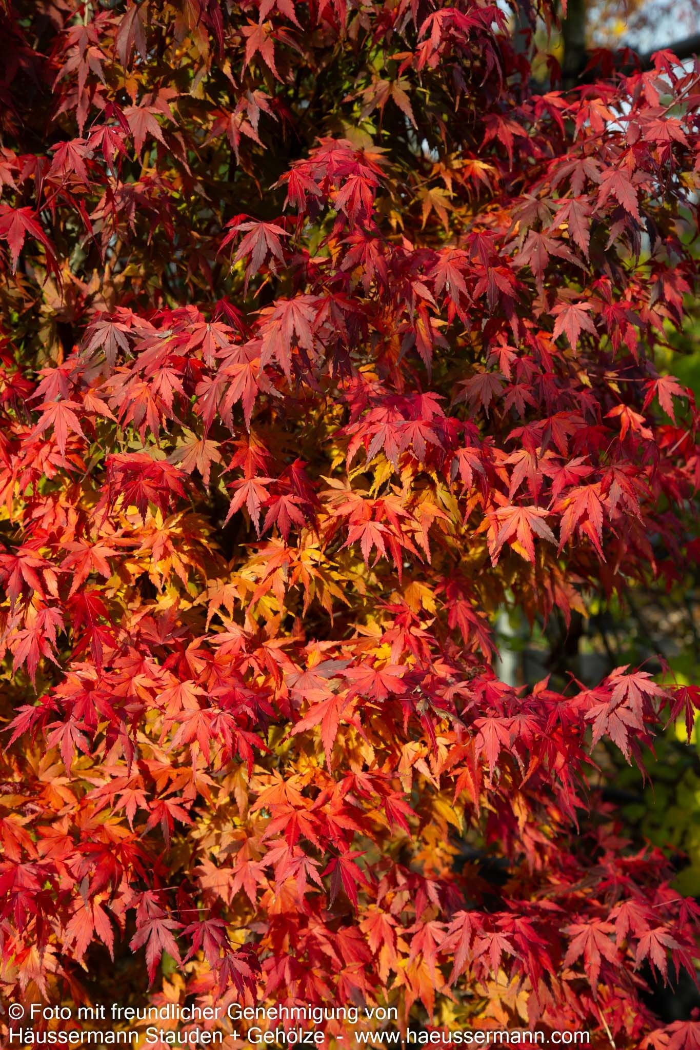 Japanischer Fächer-Ahorn (Acer palmatum)