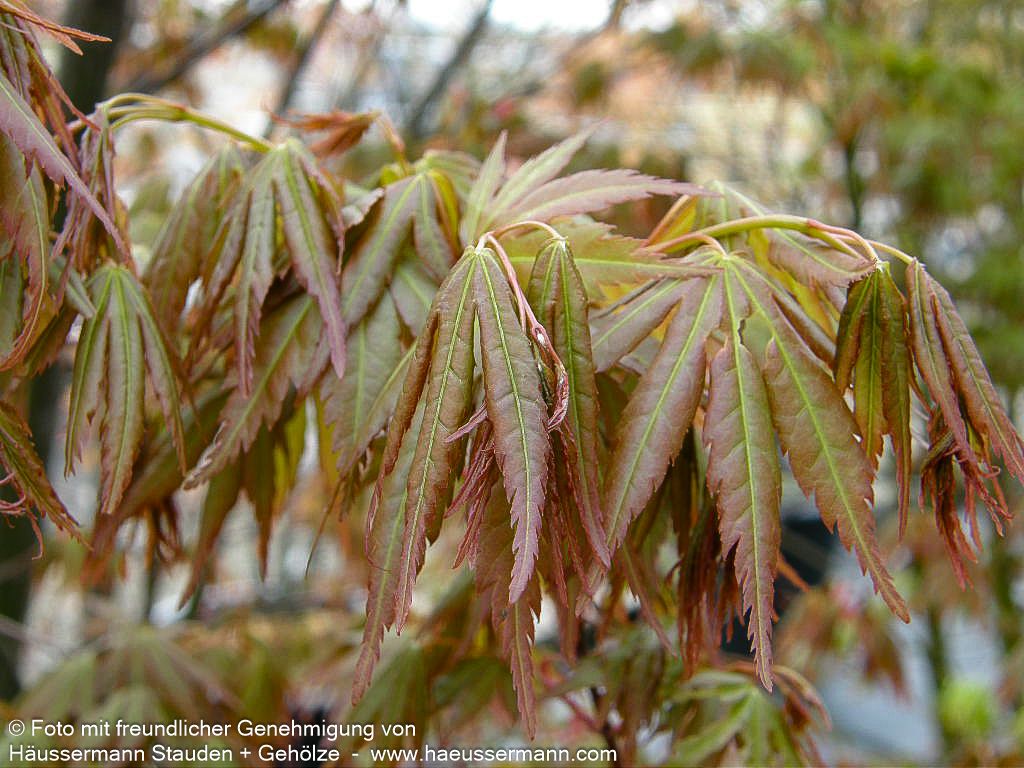 Japanischer Fächer-Ahorn (Acer palmatum)