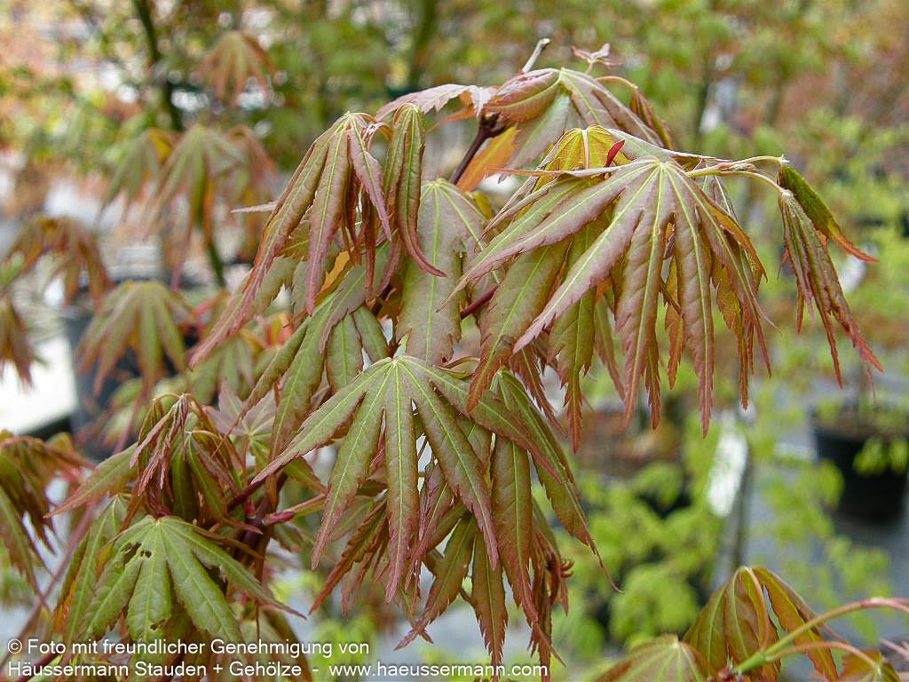 Japanischer Fächer-Ahorn (Acer palmatum)