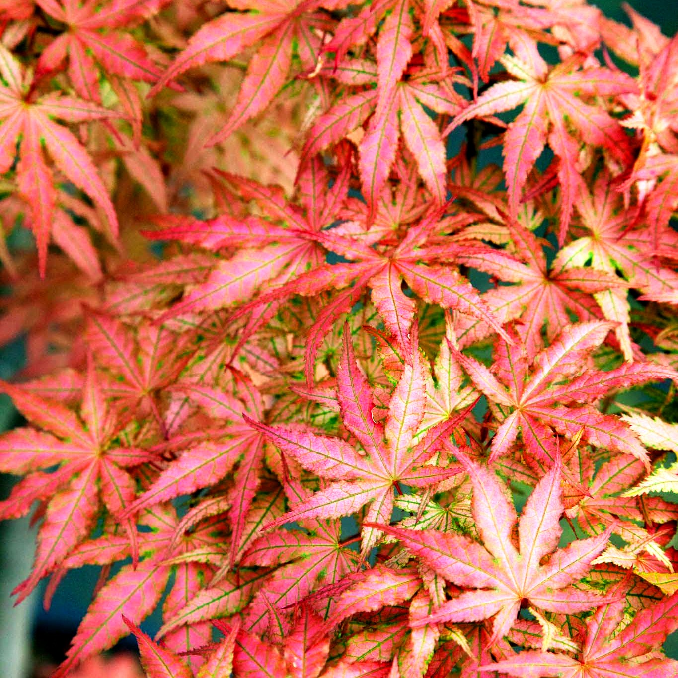 Japanischer Fächer-Ahorn 'Aka shigitatsu sawa' (Acer palmatum)