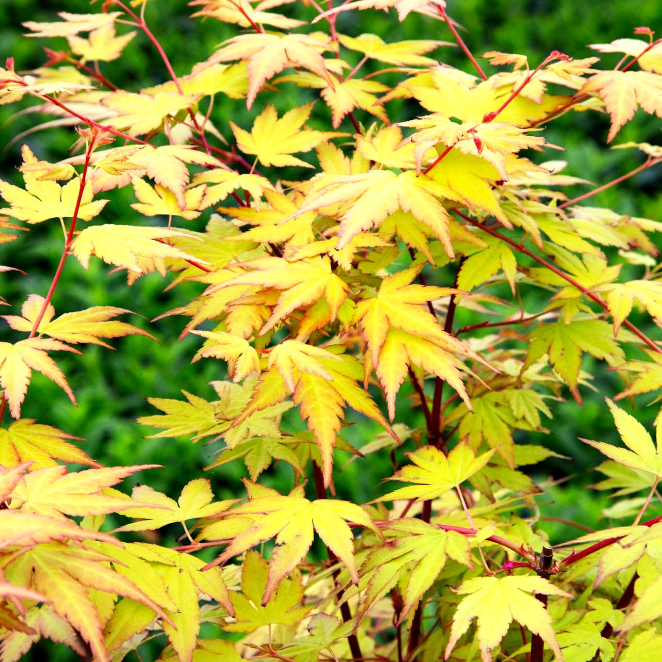 Japanischer Fächer-Ahorn 'Akane' (Acer palmatum)