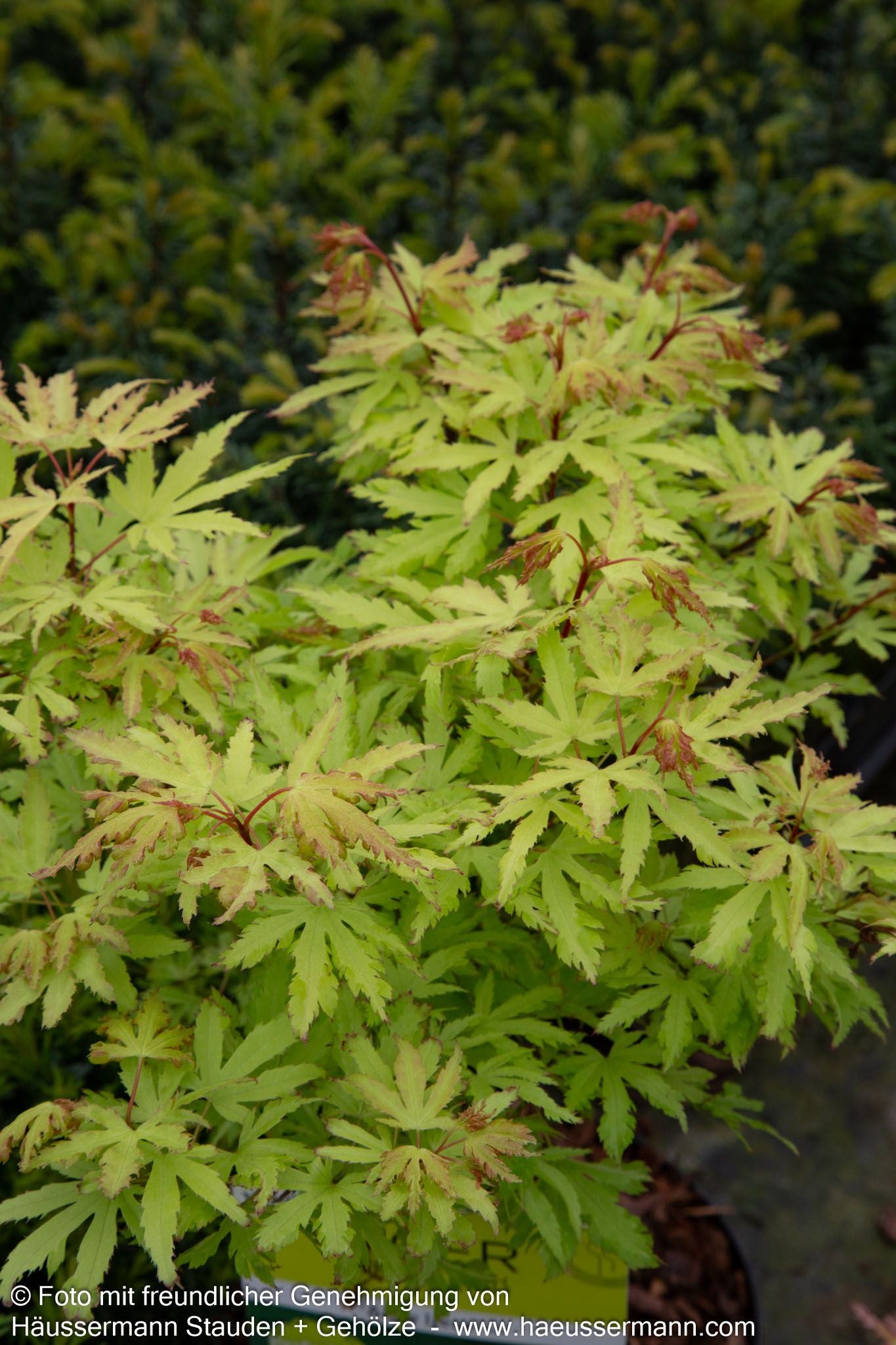 Japanischer Fächer-Ahorn 'Anne Irene' (Acer palmatum)
