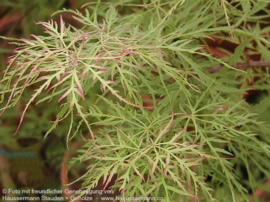 Japanischer Fächer-Ahorn 'Baldsmith' (Acer palmatum)