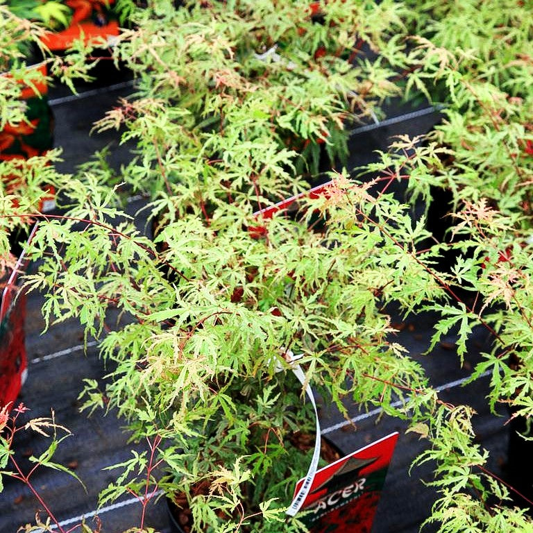 Japanischer Fächer-Ahorn 'Beni-komachi' (Acer palmatum)
