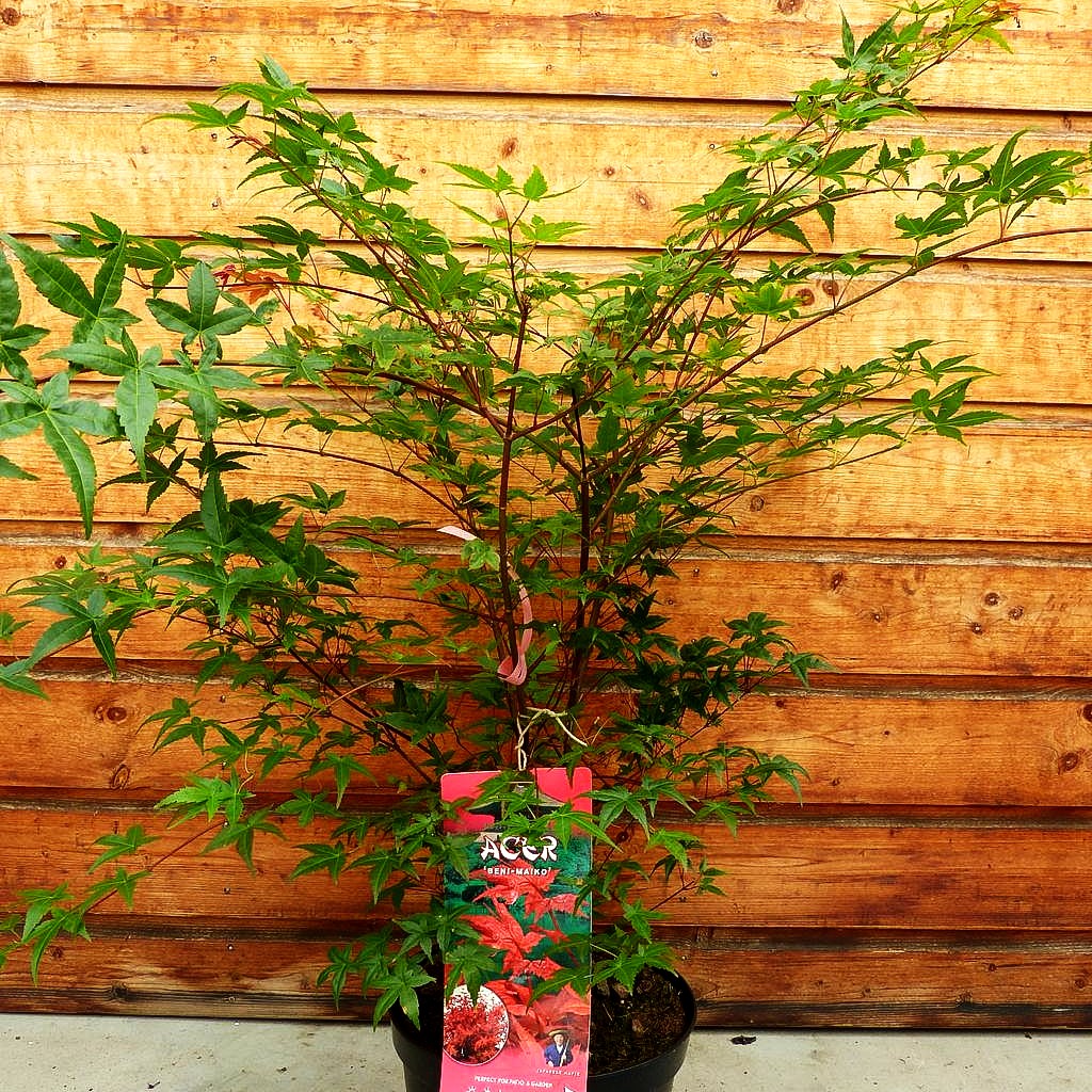 Japanischer Fächer-Ahorn 'Beni-maiko' (Acer palmatum)
