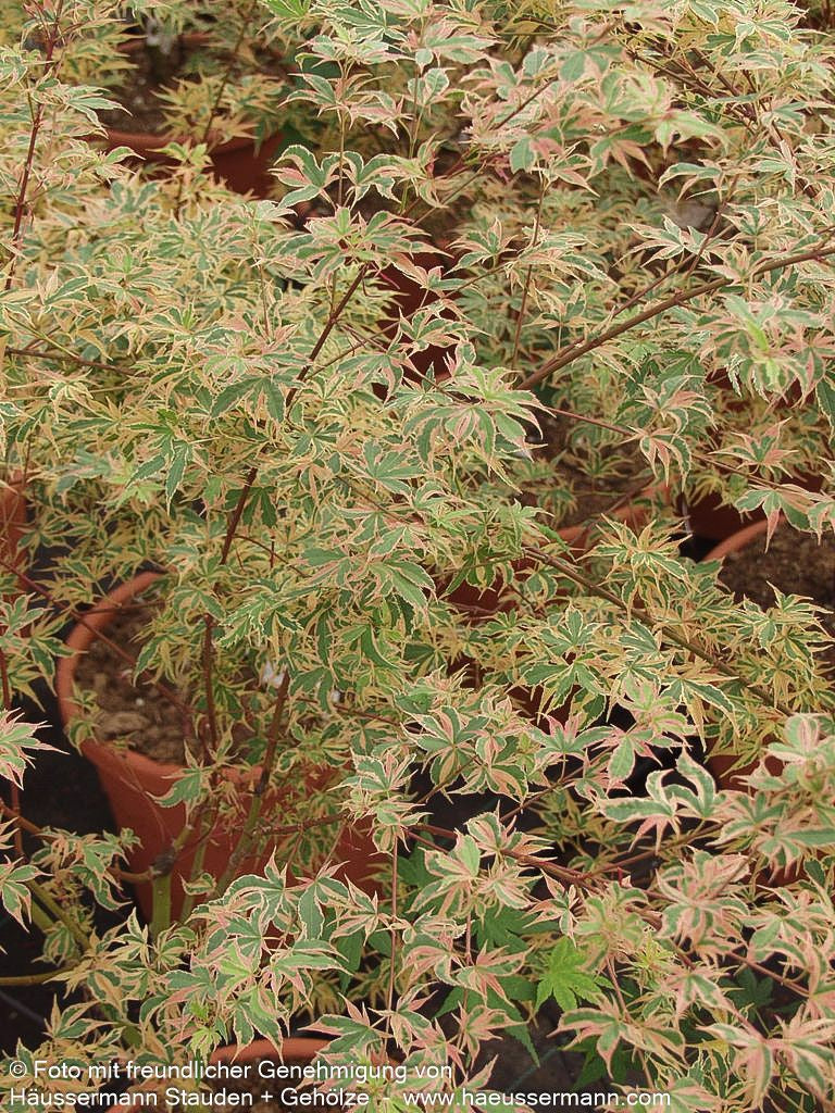 Japanischer Fächer-Ahorn 'Beni-shichi-henge' (Acer palmatum)
