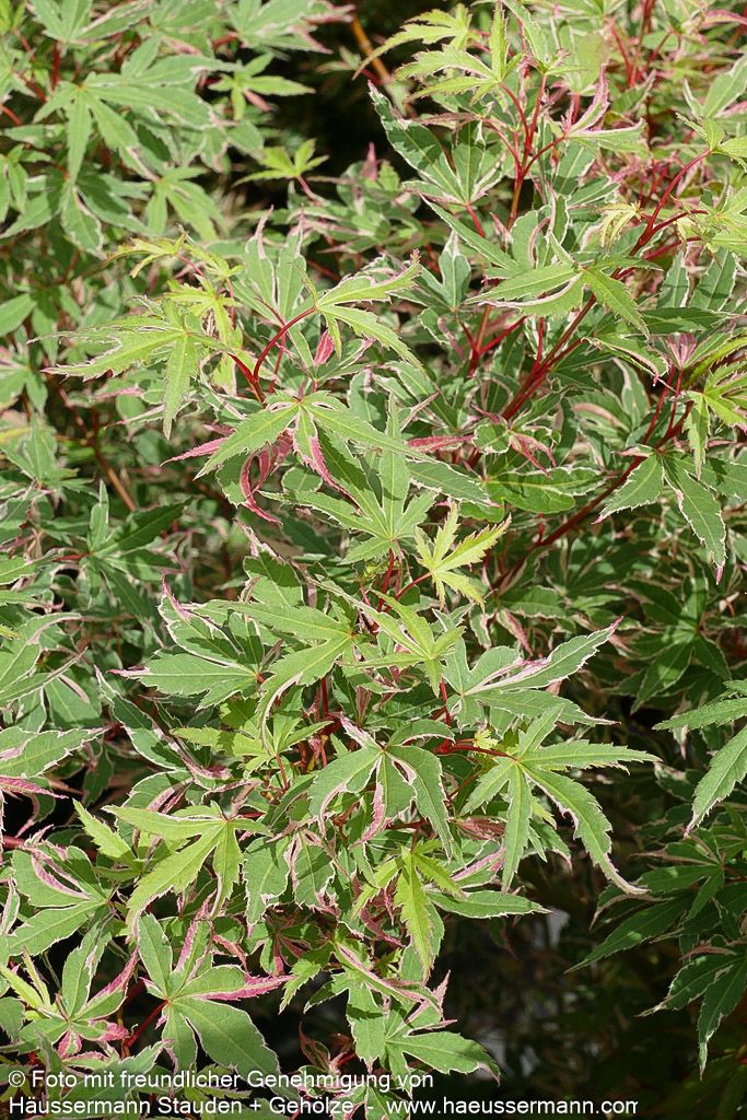 Japanischer Fächer-Ahorn 'Beni-shichi-henge' (Acer palmatum)