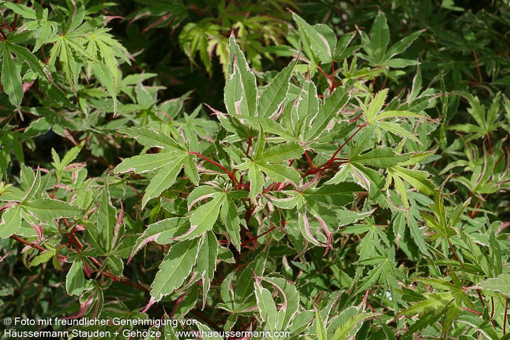 Japanischer Fächer-Ahorn 'Beni-shichi-henge' (Acer palmatum)