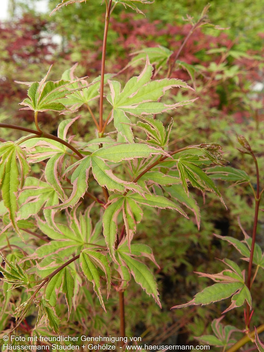Japanischer Fächer-Ahorn 'Beni-shichi-henge' (Acer palmatum)