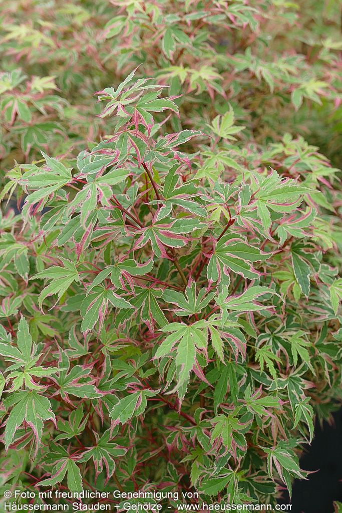 Japanischer Fächer-Ahorn 'Beni-shichi-henge' (Acer palmatum)