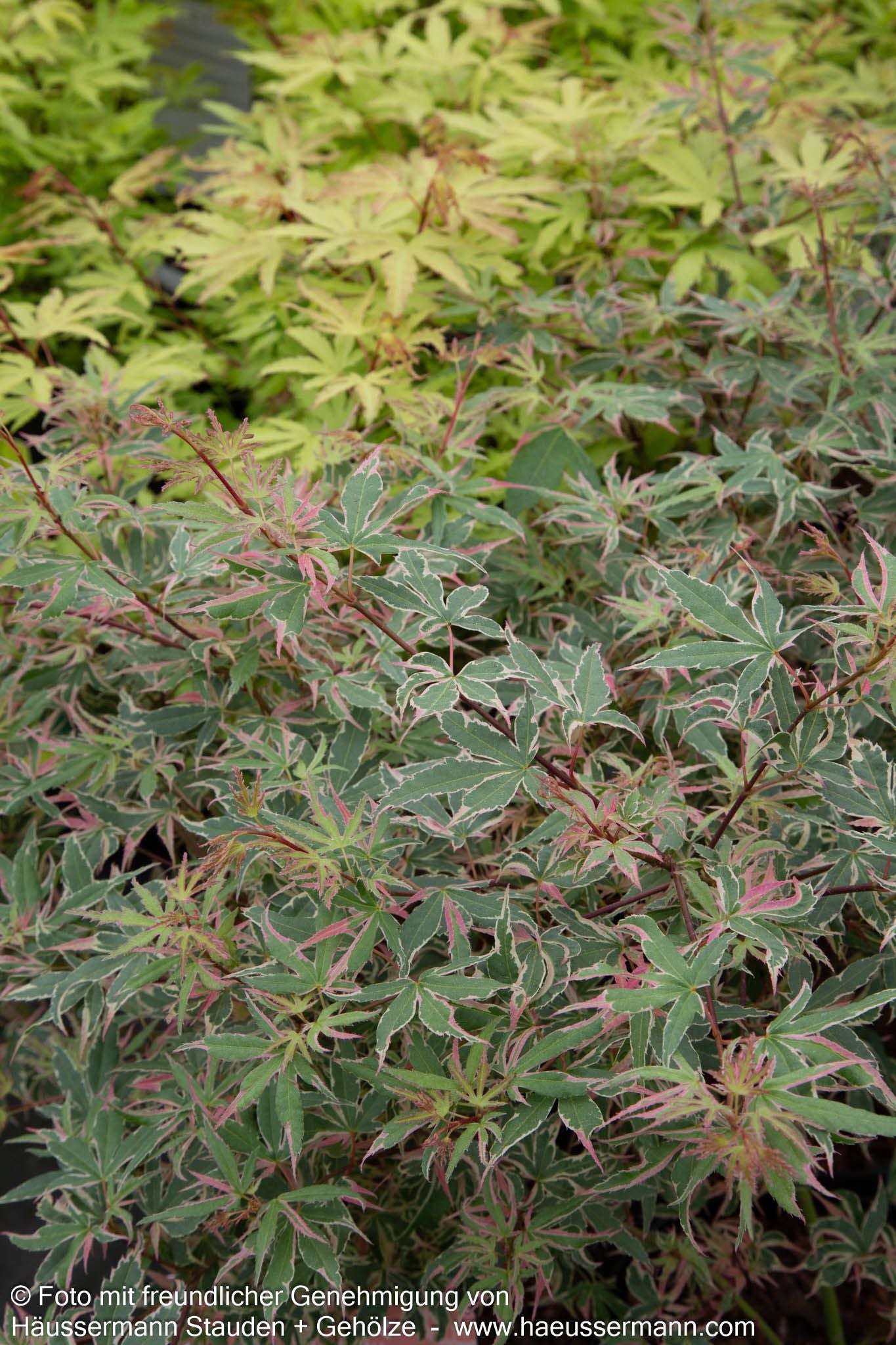 Japanischer Fächer-Ahorn 'Beni-shichi-henge' (Acer palmatum)