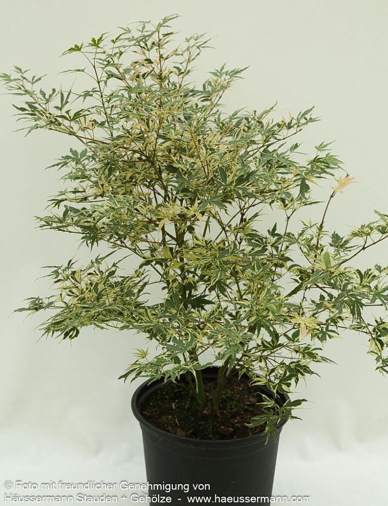 Japanischer Fächer-Ahorn 'Beni-shichi-henge' (Acer palmatum)