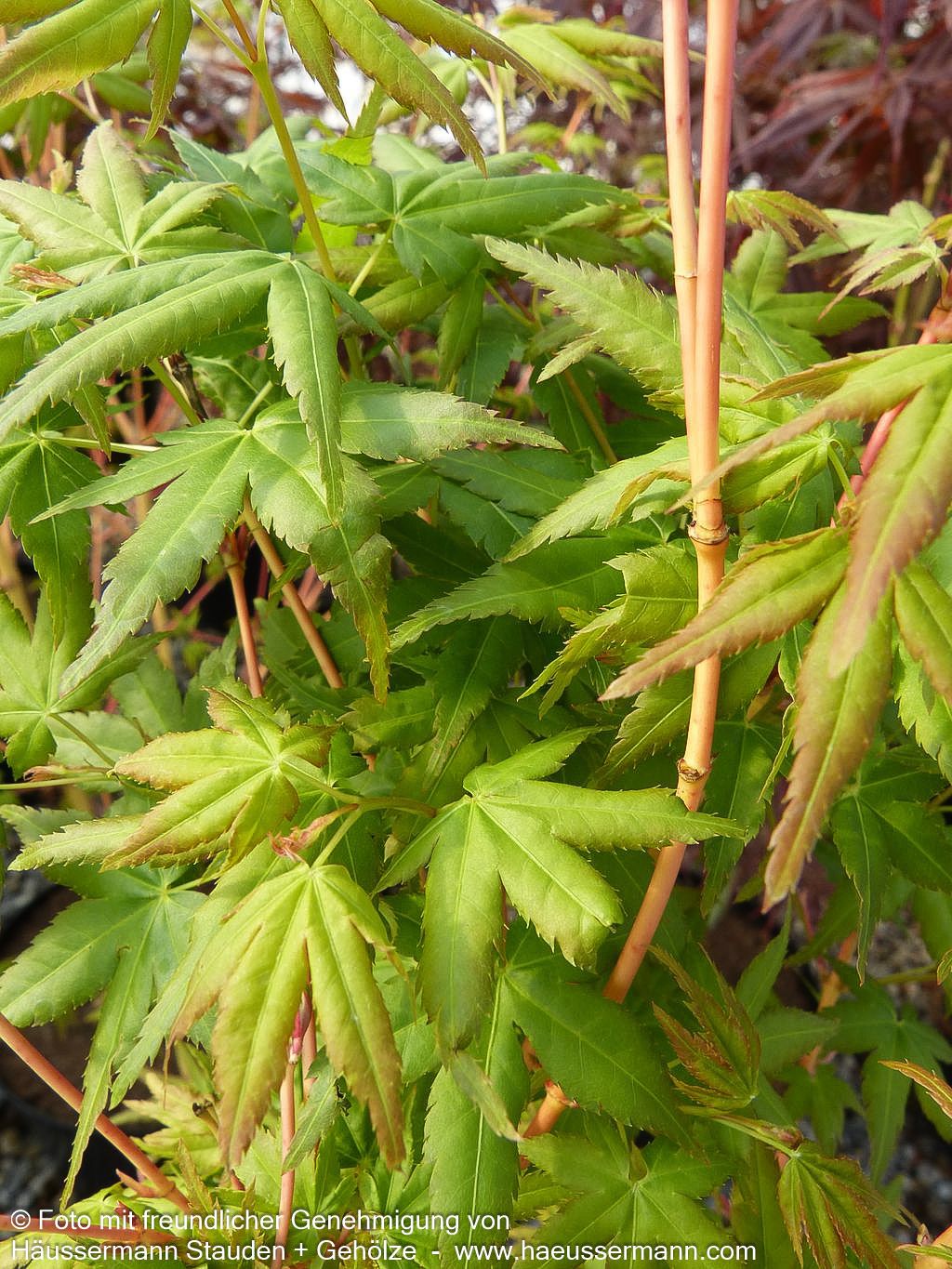 Japanischer Fächer-Ahorn 'Bi-hoo' (Acer palmatum)