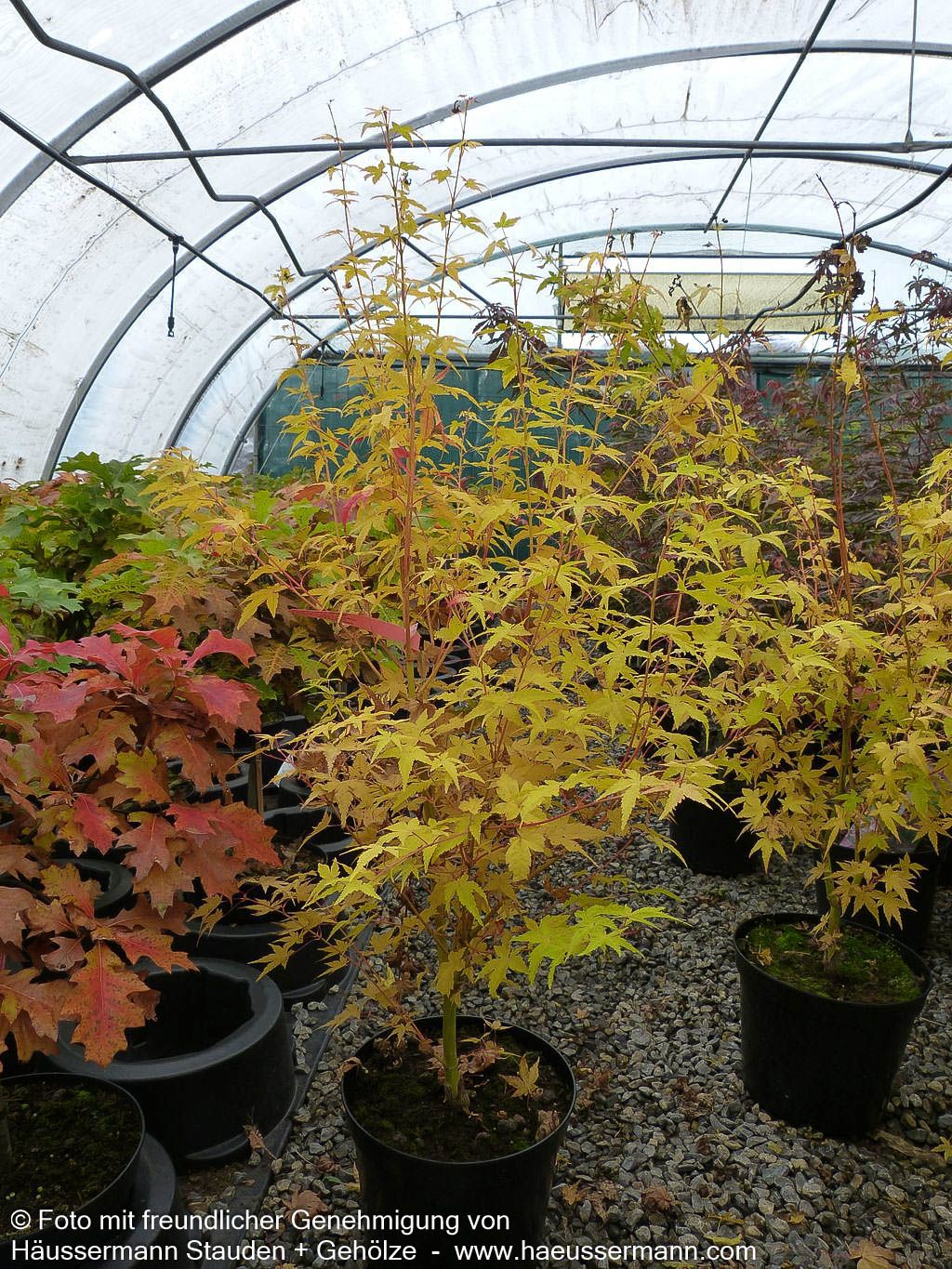 Japanischer Fächer-Ahorn 'Bi-hoo' (Acer palmatum)