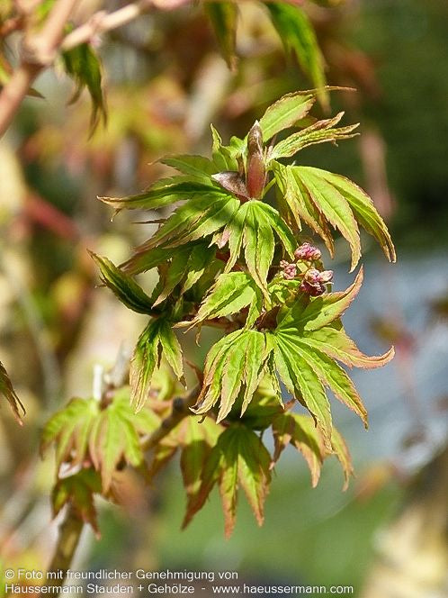 Japanischer Fächer-Ahorn 'Bi-hoo' (Acer palmatum)
