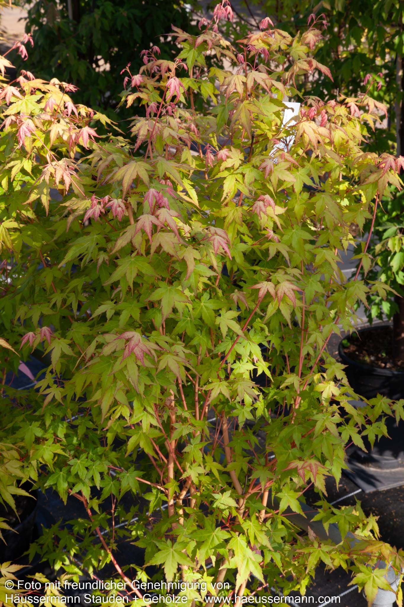 Japanischer Fächer-Ahorn 'Bi-hoo' (Acer palmatum)