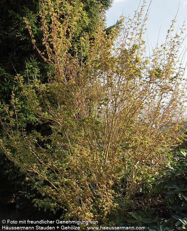 Japanischer Fächer-Ahorn 'Bi-hoo' (Acer palmatum)
