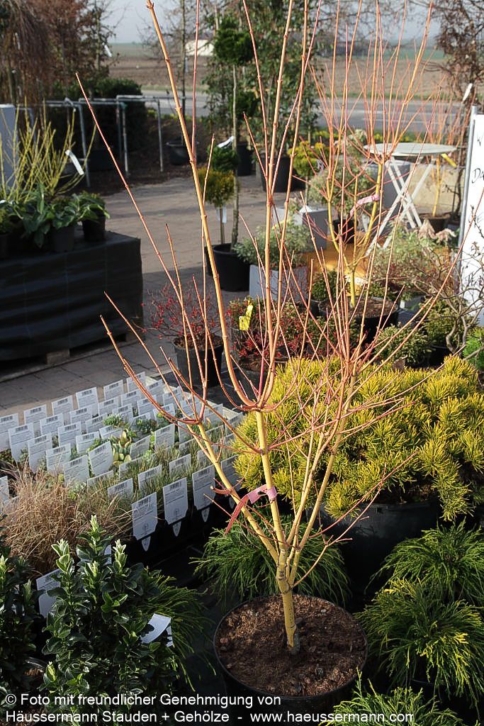 Japanischer Fächer-Ahorn 'Bi-hoo' (Acer palmatum)