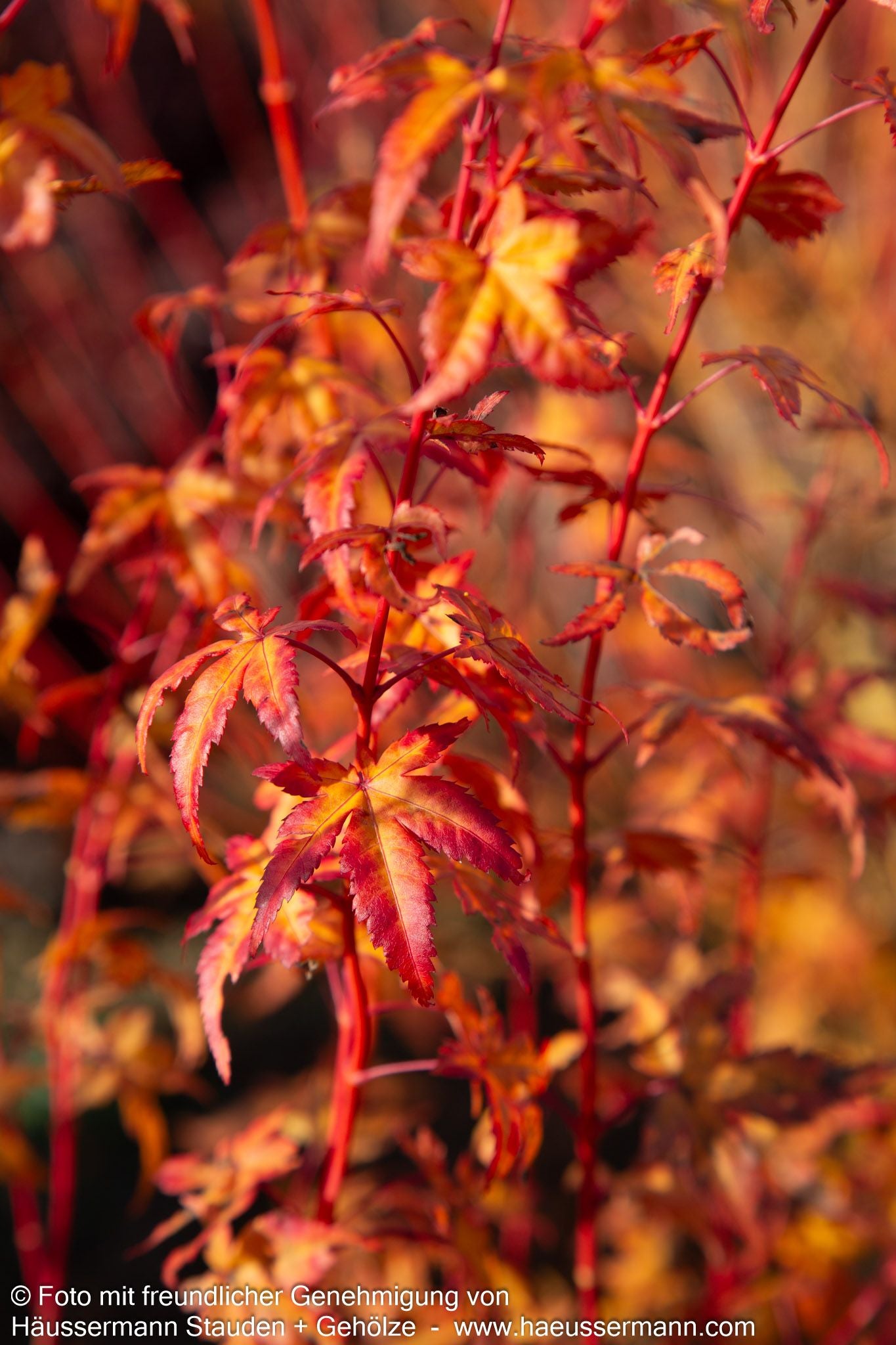 Japanischer Fächer-Ahorn 'Bi-hoo' (Acer palmatum)