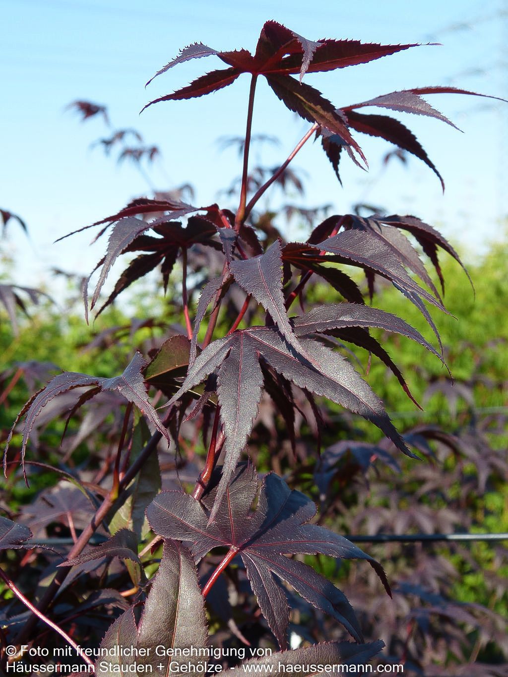 Japanischer Fächer-Ahorn 'Bloodgood' (Acer palmatum)