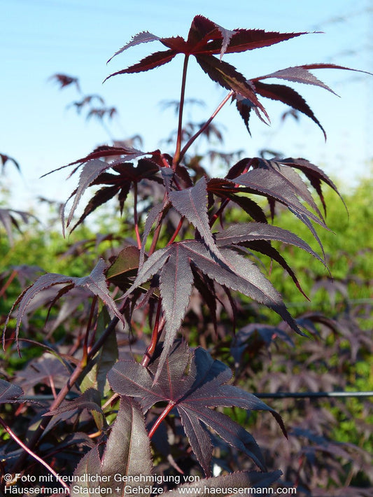 Japanischer Fächer-Ahorn 'Bloodgood' (Acer palmatum)
