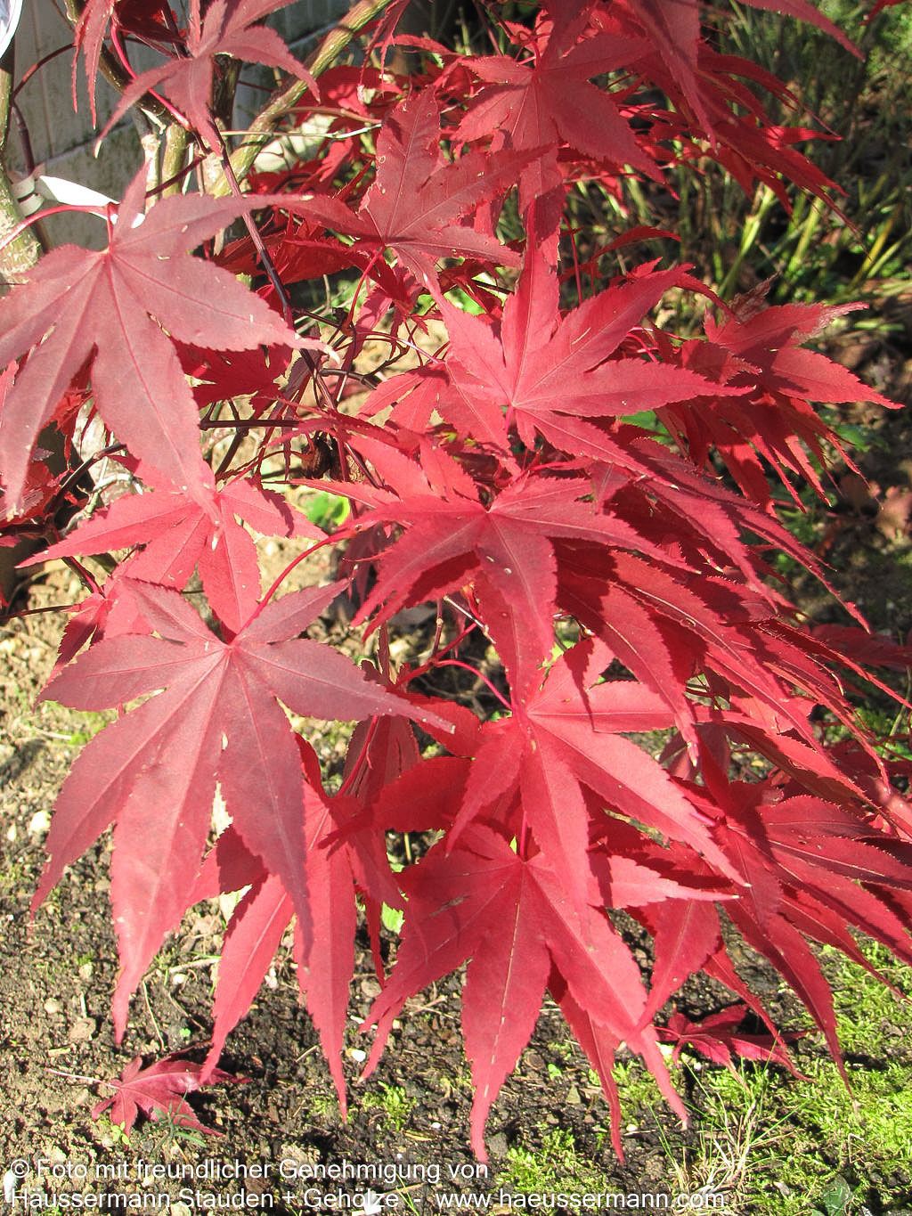 Japanischer Fächer-Ahorn 'Bloodgood' (Acer palmatum)