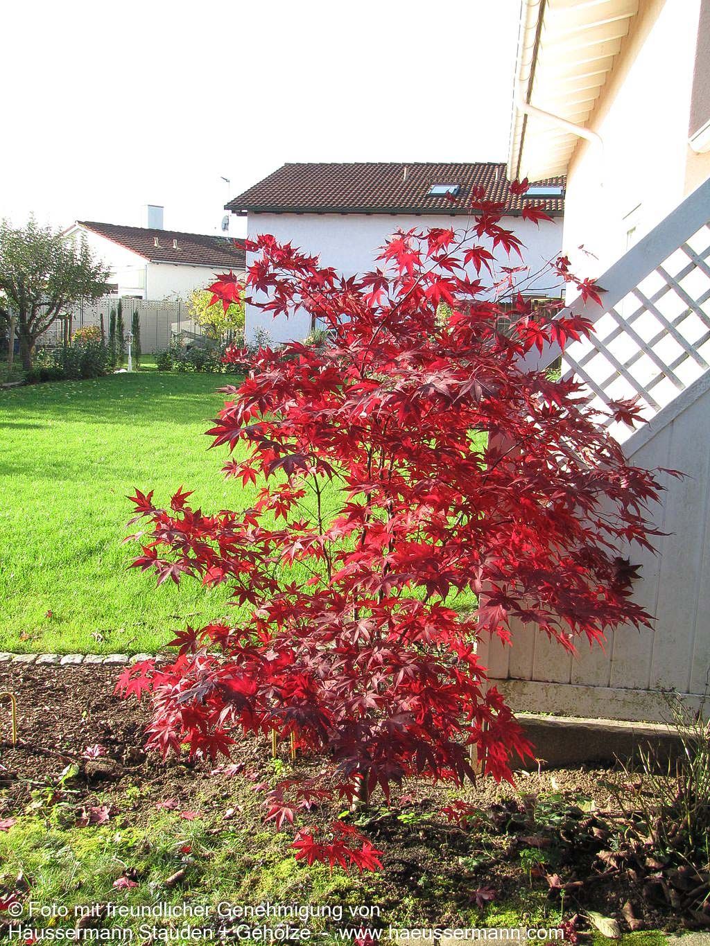 Japanischer Fächer-Ahorn 'Bloodgood' (Acer palmatum)