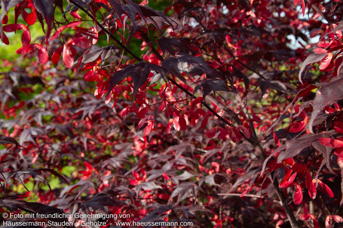 Japanischer Fächer-Ahorn 'Bloodgood' (Acer palmatum)
