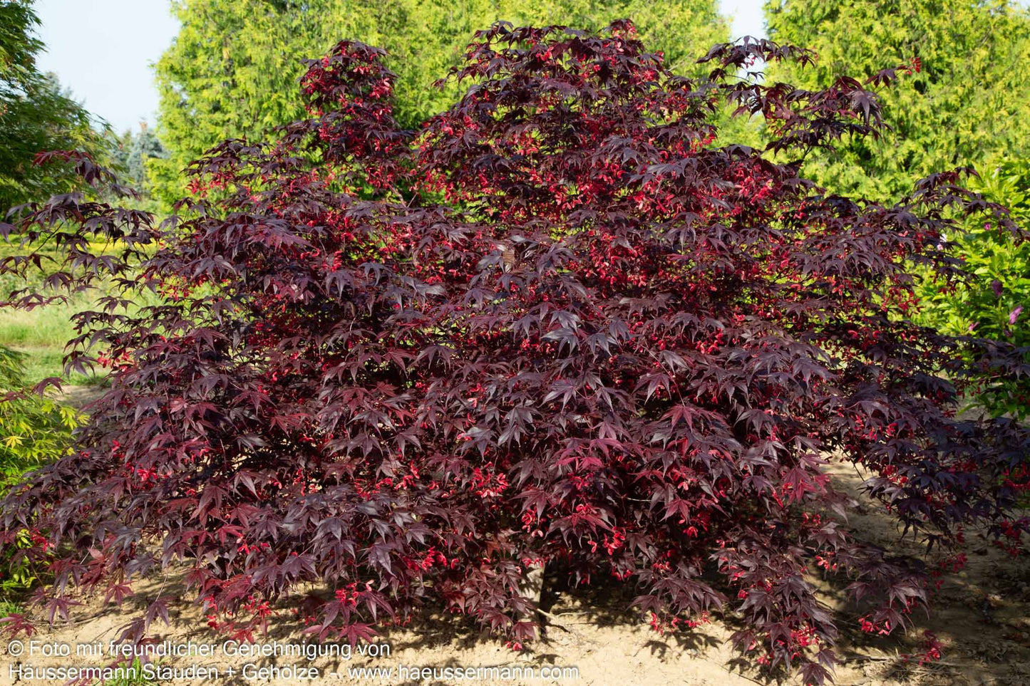 Japanischer Fächer-Ahorn 'Bloodgood' (Acer palmatum)