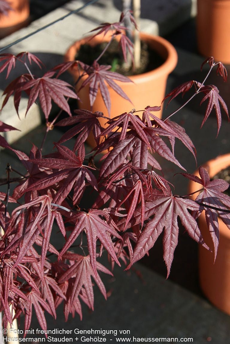 Japanischer Fächer-Ahorn 'Bloodgood' (Acer palmatum)