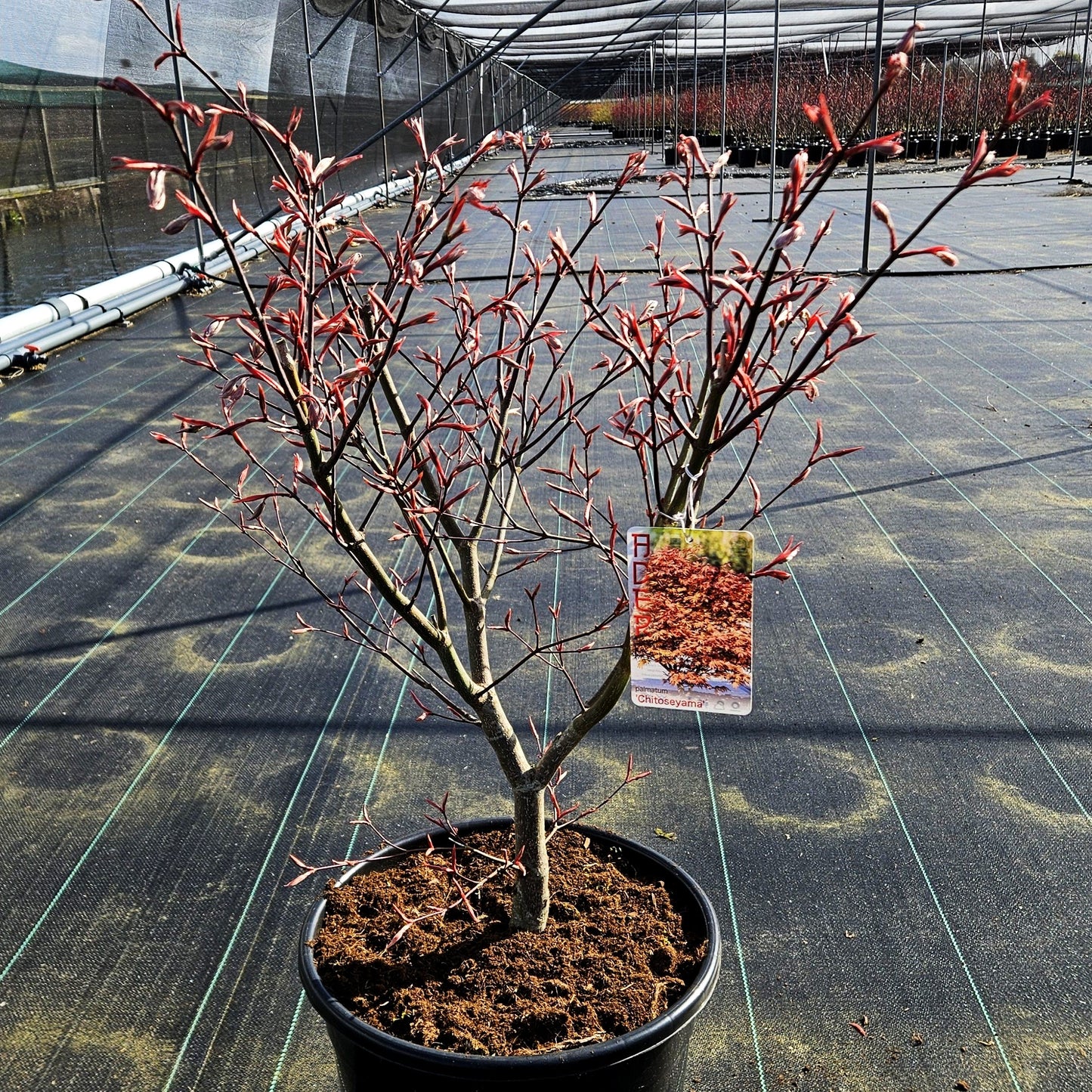Japanischer Fächer-Ahorn 'Chitoseyama' (Acer palmatum)