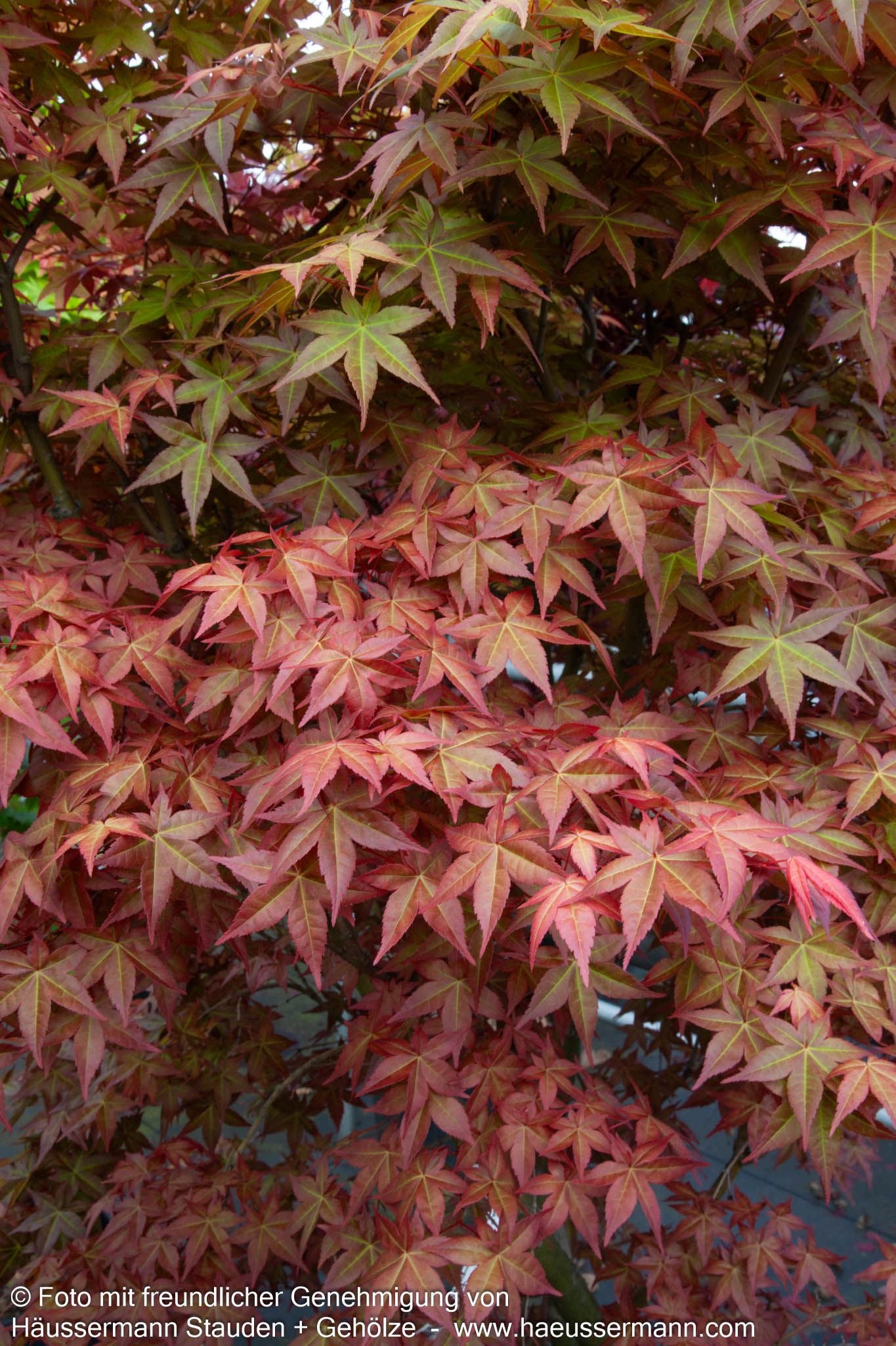 Japanischer Fächer-Ahorn 'Deshojo' (Acer palmatum)