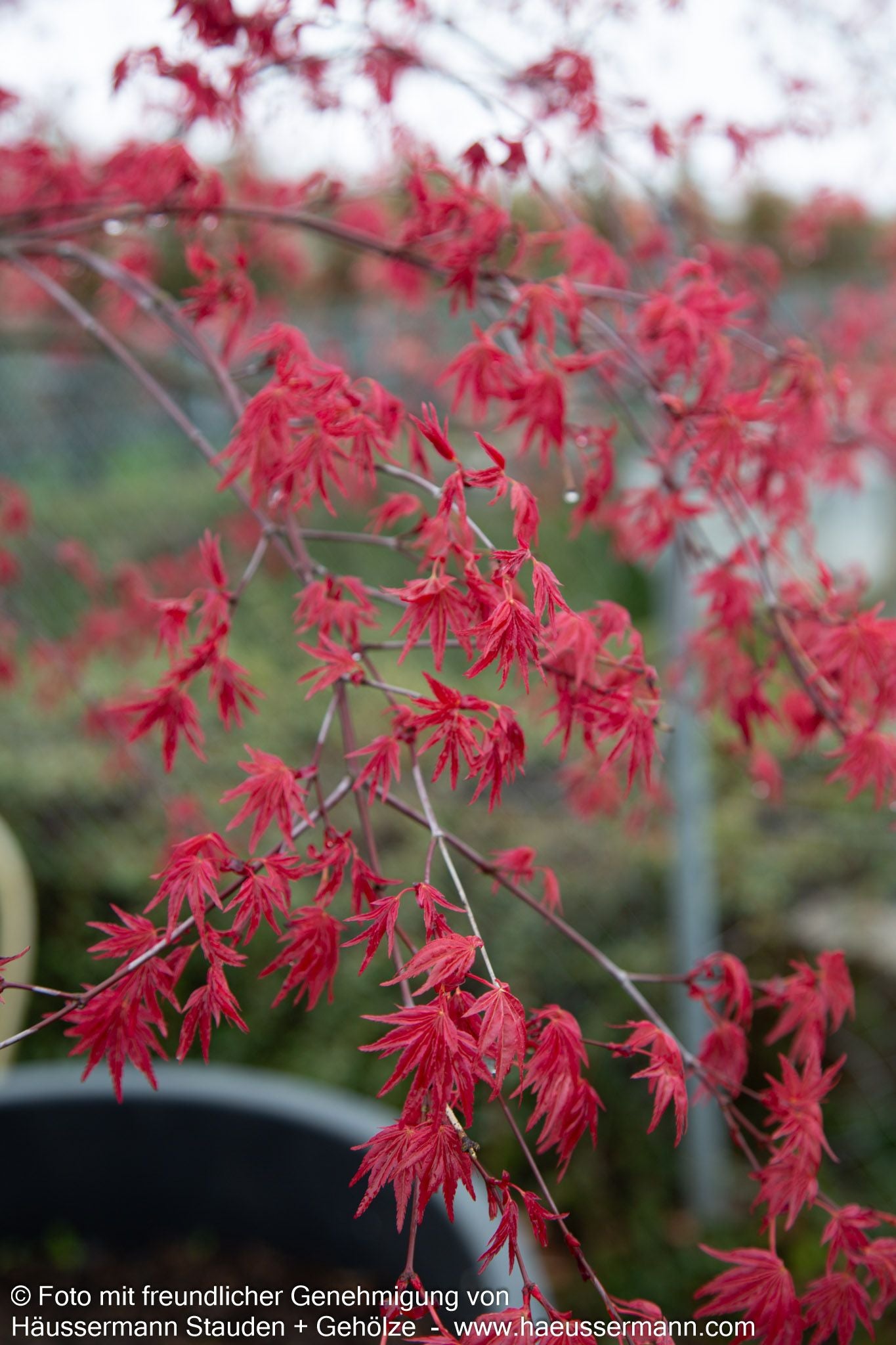 Japanischer Fächer-Ahorn 'Deshojo' (Acer palmatum)