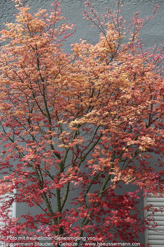 Japanischer Fächer-Ahorn 'Deshojo' (Acer palmatum)