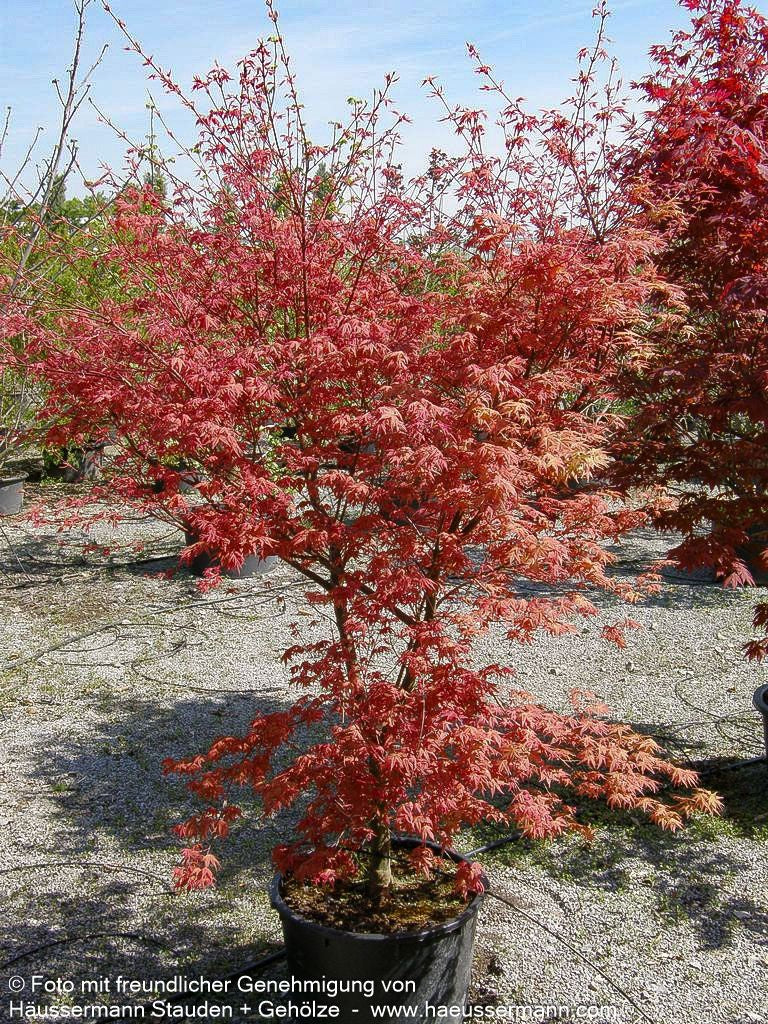 Japanischer Fächer-Ahorn 'Deshojo' (Acer palmatum)