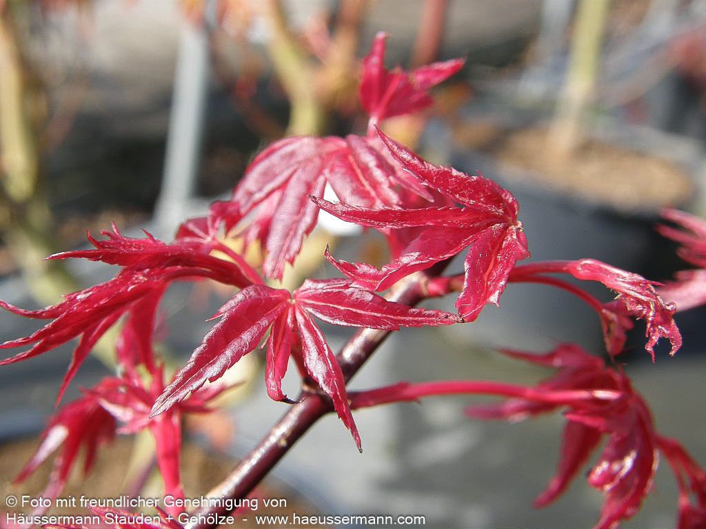 Japanischer Fächer-Ahorn 'Deshojo' (Acer palmatum)