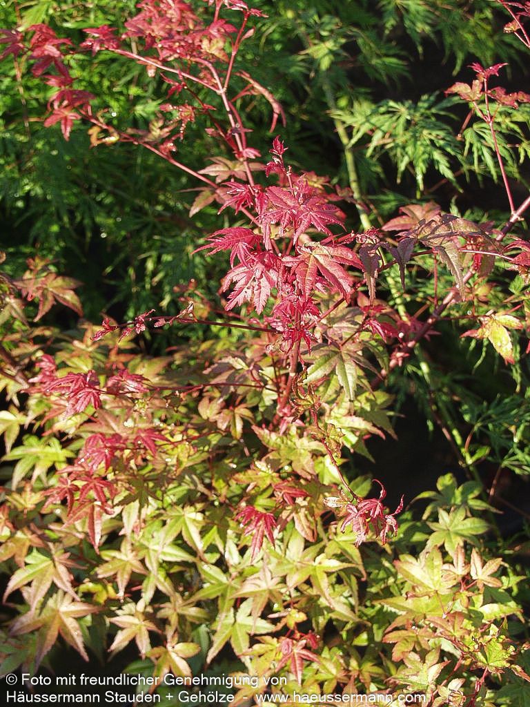 Japanischer Fächer-Ahorn 'Deshojo' (Acer palmatum)