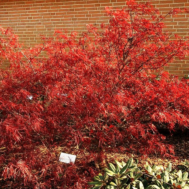 Japanischer Fächer-Ahorn 'Enkan' (Acer palmatum)