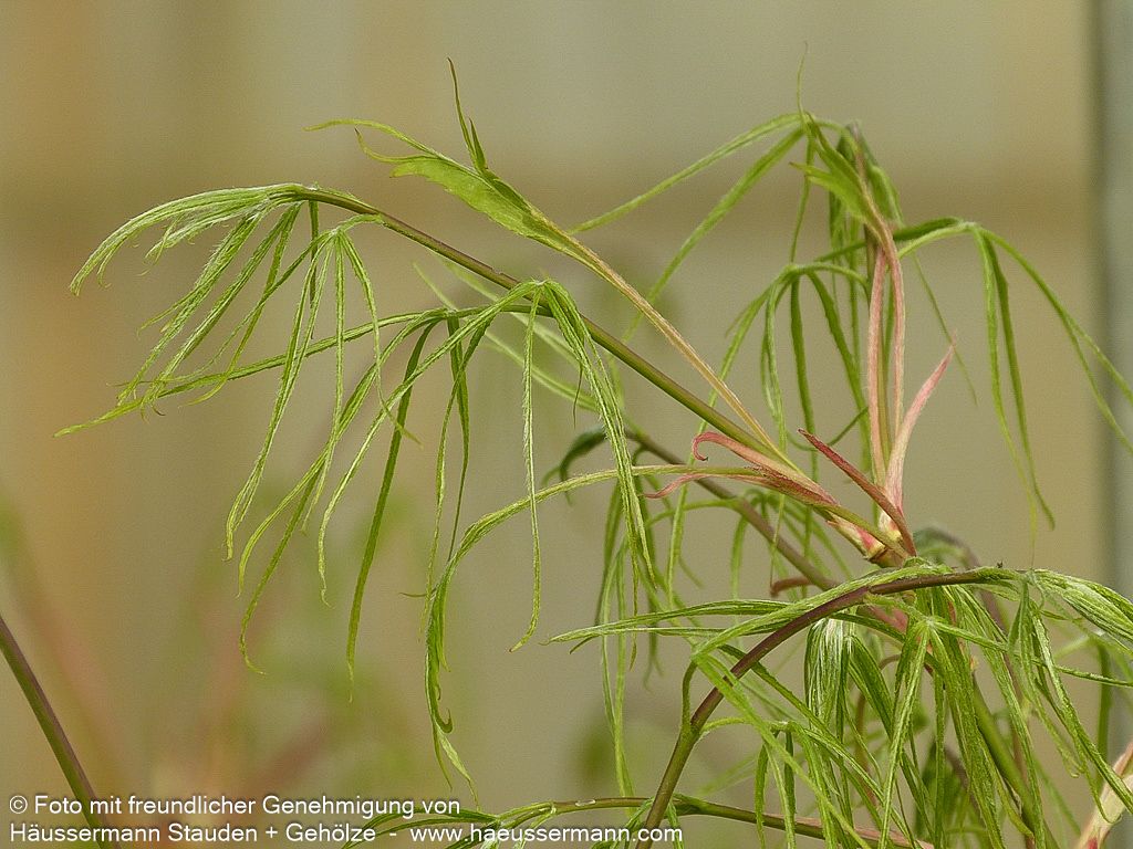 Japanischer Fächer-Ahorn 'Koto-no-ito' (Acer palmatum)