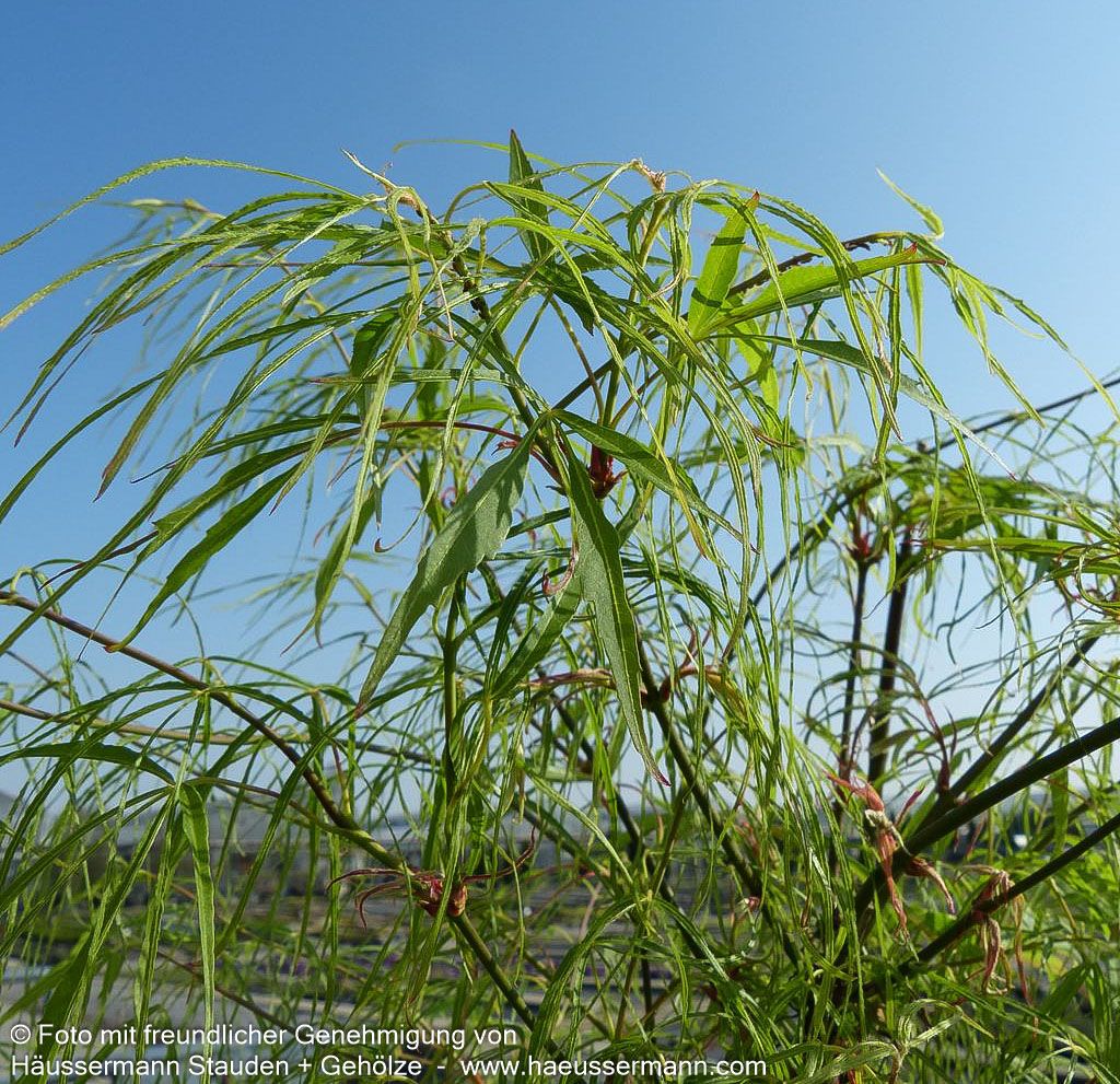 Japanischer Fächer-Ahorn 'Koto-no-ito' (Acer palmatum)