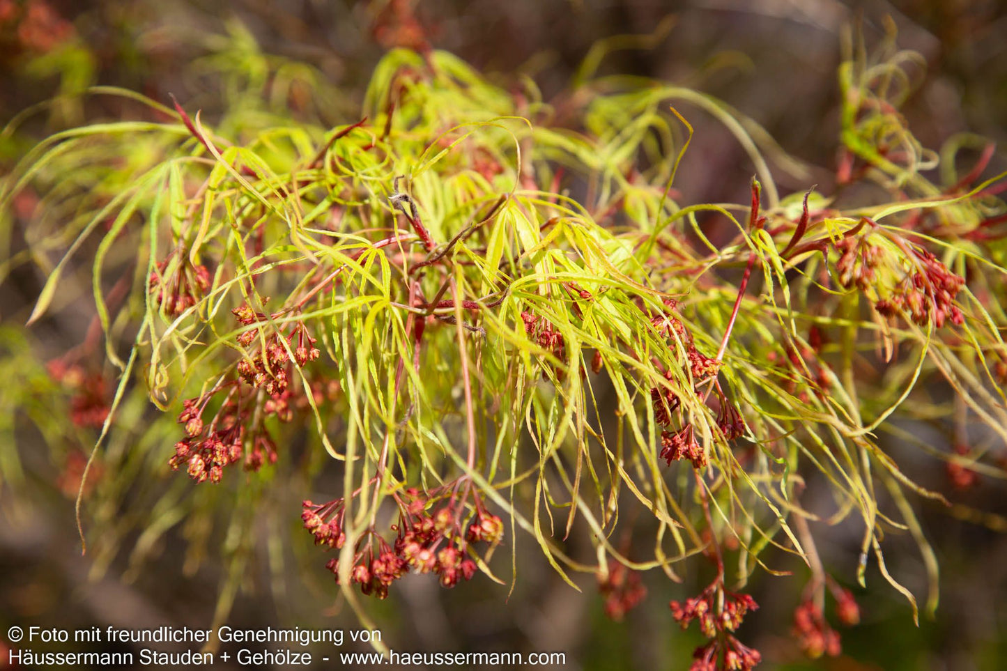 Japanischer Fächer-Ahorn 'Koto-no-ito' (Acer palmatum)