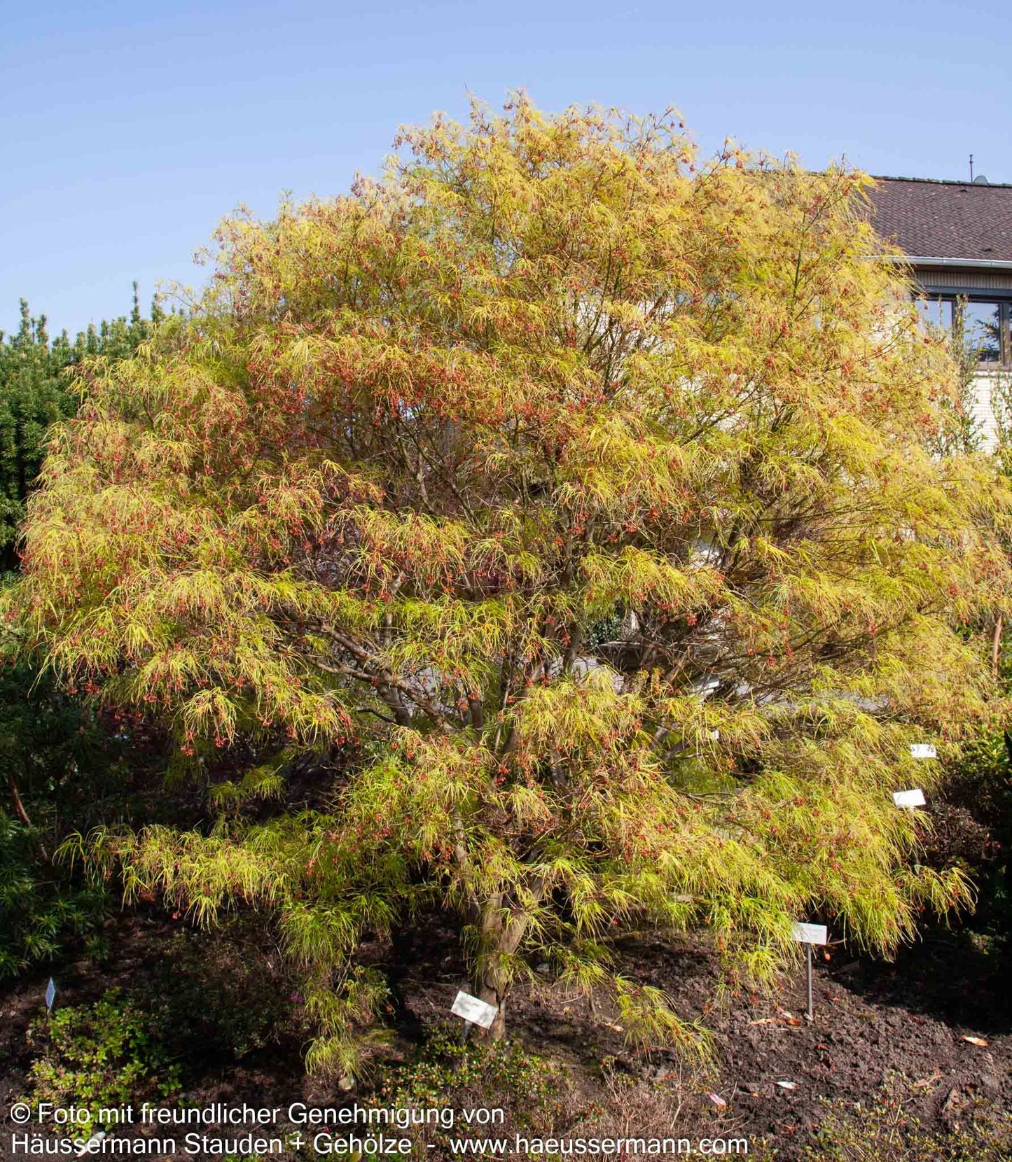 Japanischer Fächer-Ahorn 'Koto-no-ito' (Acer palmatum)