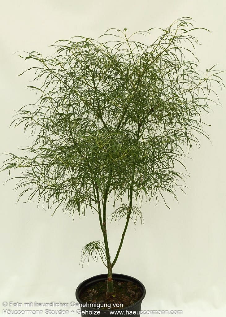 Japanischer Fächer-Ahorn 'Koto-no-ito' (Acer palmatum)