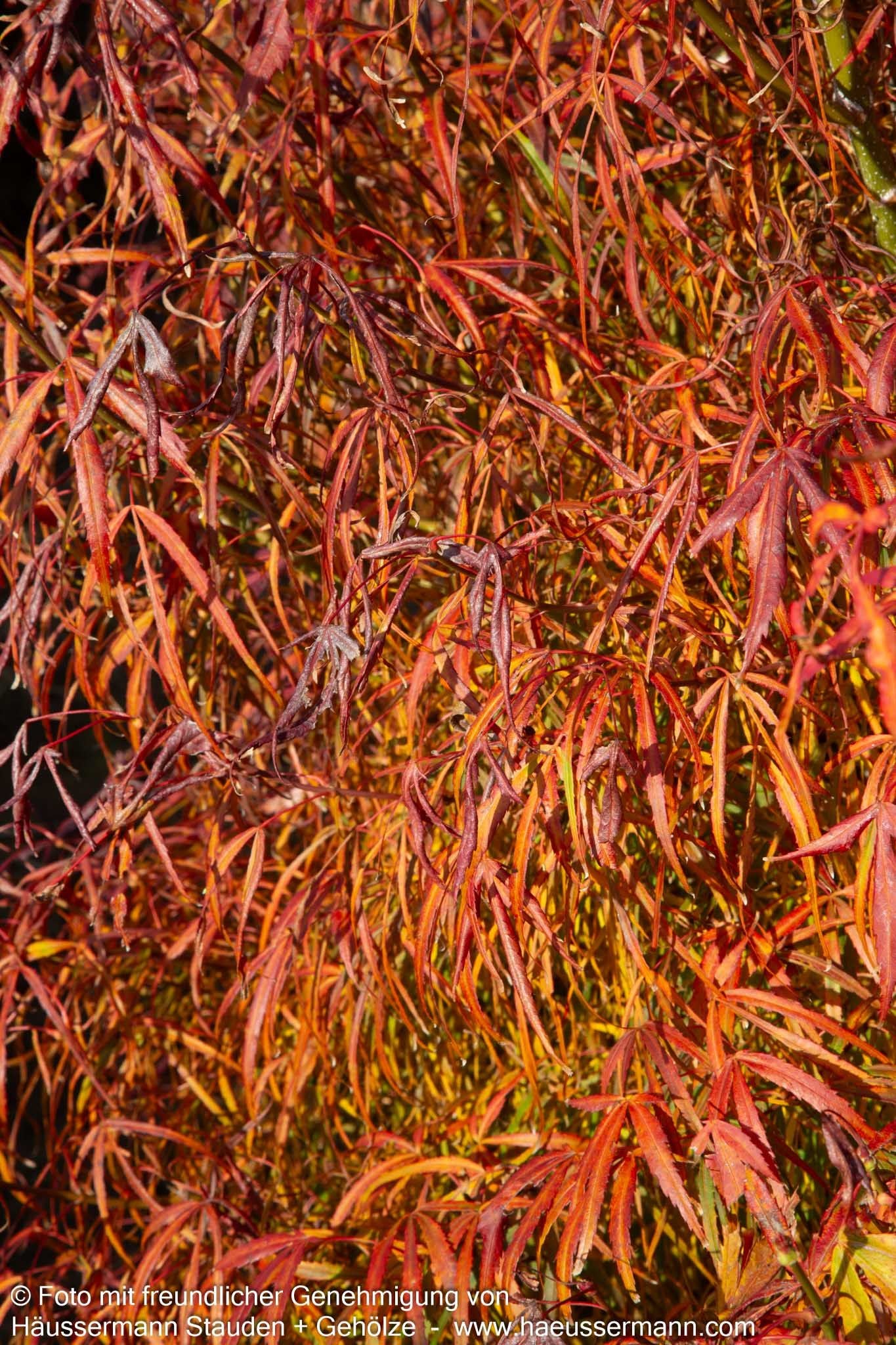Japanischer Fächer-Ahorn 'Koto-no-ito' (Acer palmatum)