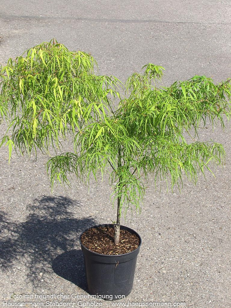 Japanischer Fächer-Ahorn 'Koto-no-ito' (Acer palmatum)