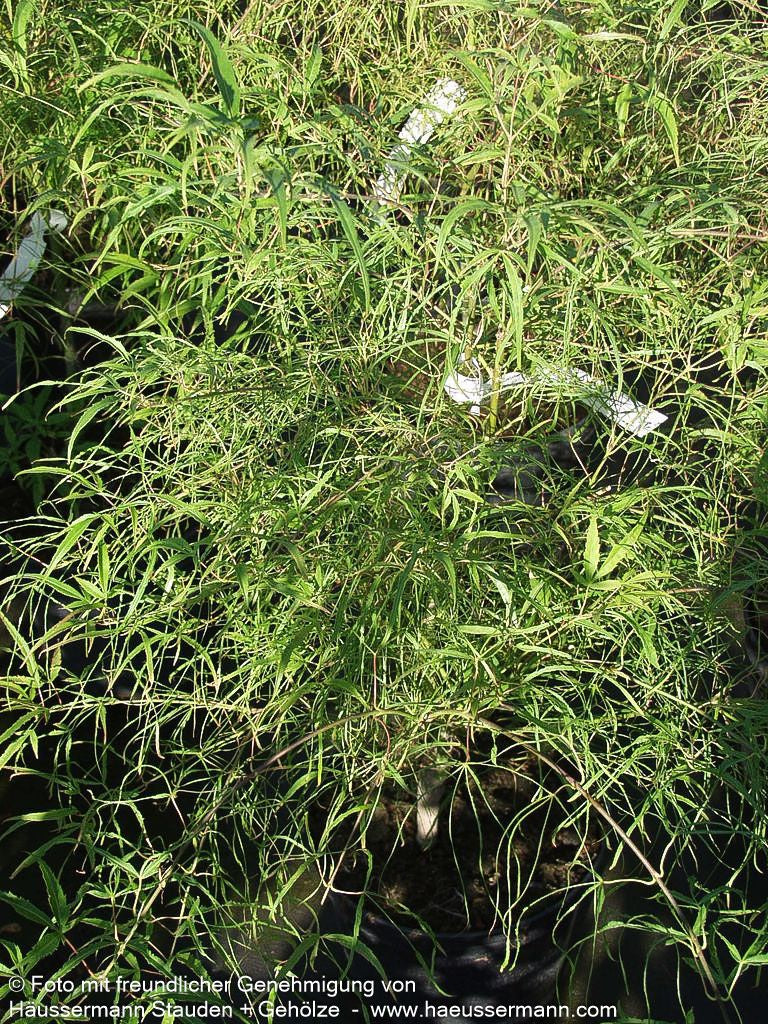 Japanischer Fächer-Ahorn 'Koto-no-ito' (Acer palmatum)