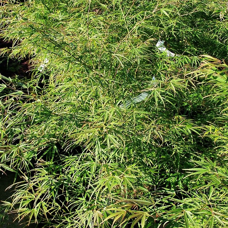 Japanischer Fächer-Ahorn 'Lineari Lobum' (Acer palmatum)