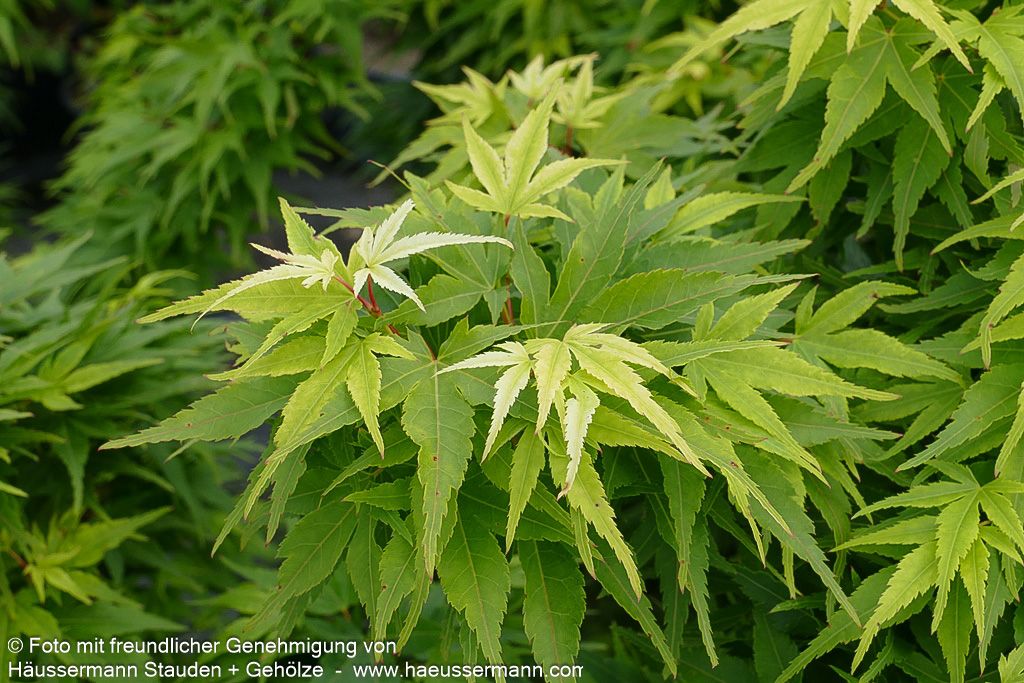 Japanischer Fächer-Ahorn 'Mikawa yatsubusa' (Acer palmatum)