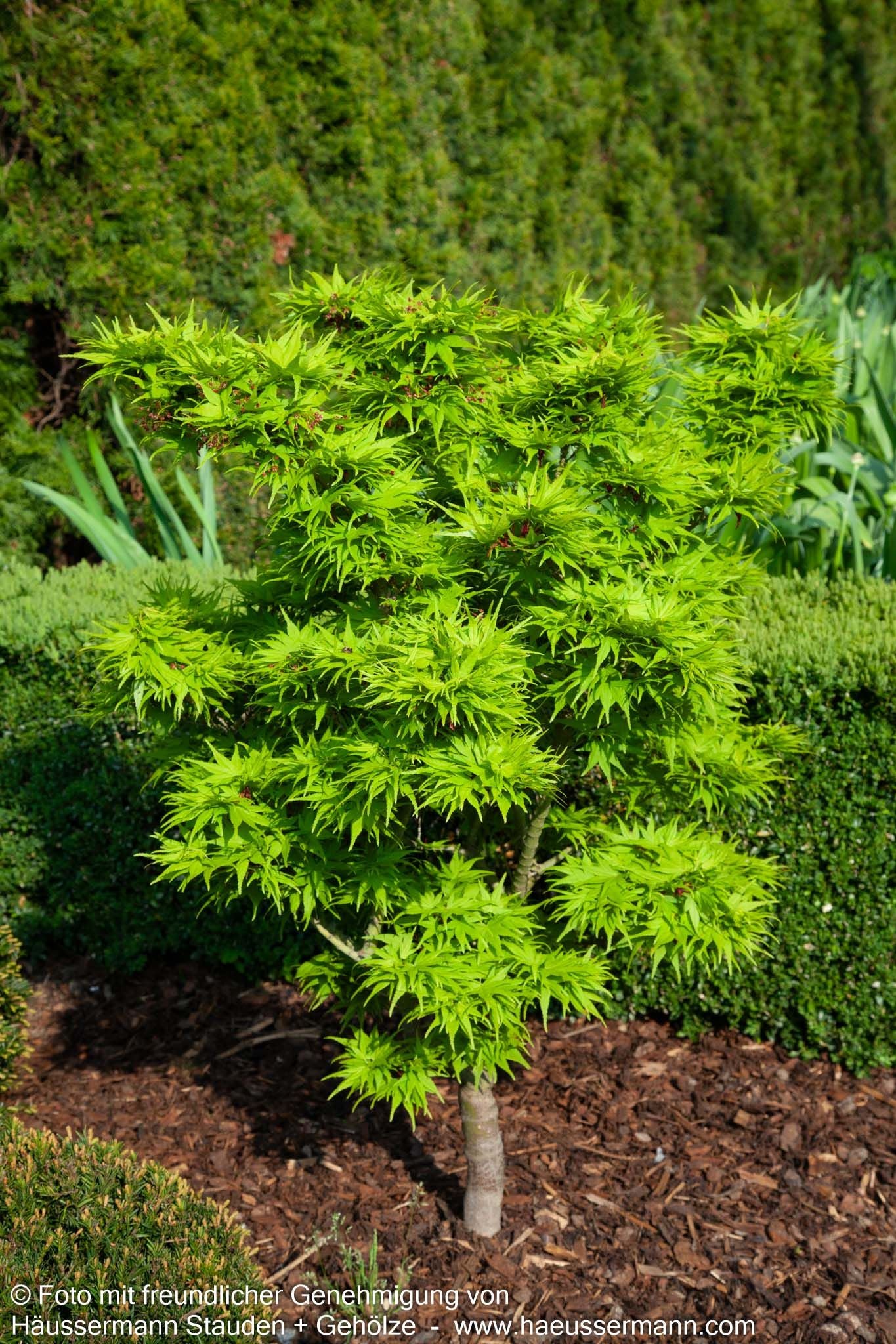 Japanischer Fächer-Ahorn 'Mikawa yatsubusa' (Acer palmatum)