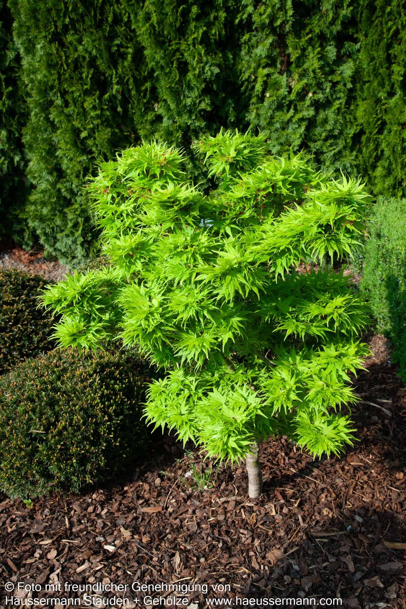 Japanischer Fächer-Ahorn 'Mikawa yatsubusa' (Acer palmatum)